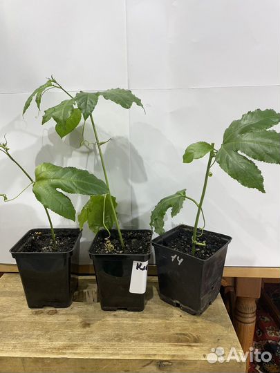 Маракуйя -пассифлора Эдулис