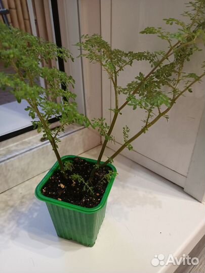 Пелея мелколистная