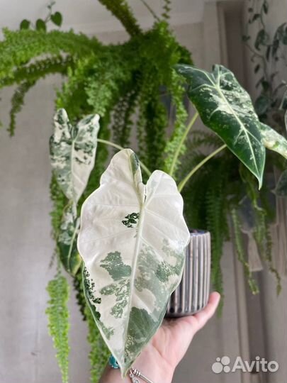 Алоказия фрайдек вариегатная, Жаклин клубни