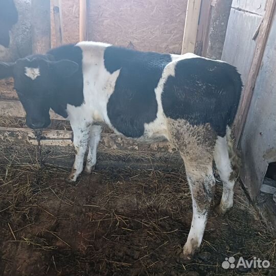 Бычок,хряк и свиноматки,поросята