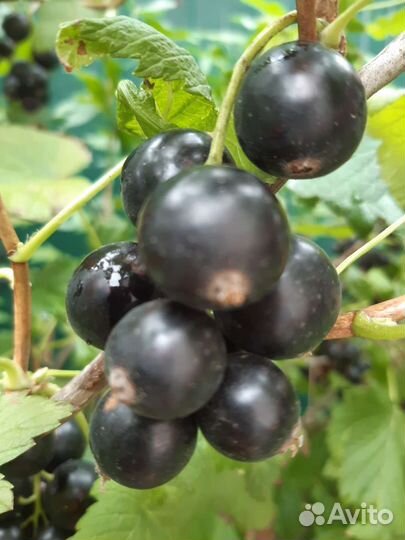 Черная смородина Добрыня, красная Сахарная