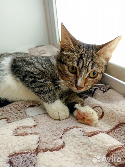 Кот