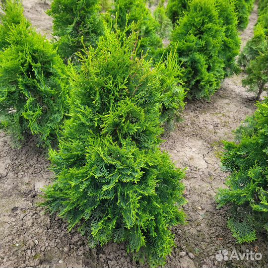 Туи, высота от 80 см до 1.5м