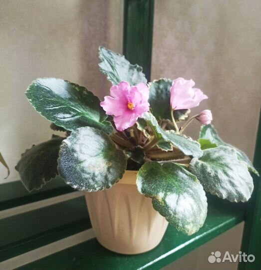 Цветущая фиалка в горшке