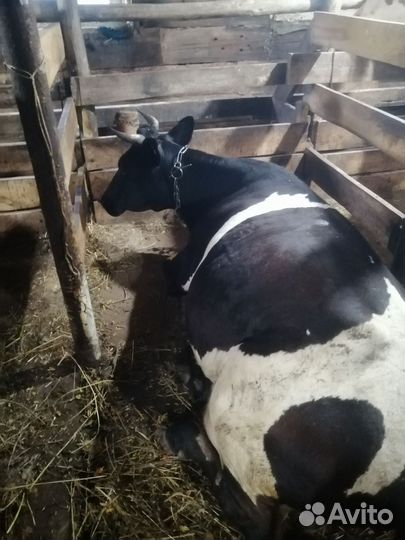 Корова стельная дойная
