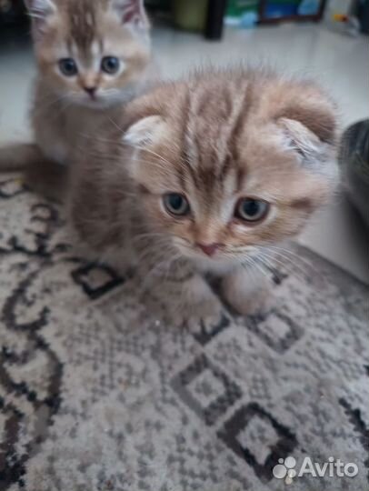 Шотландский коь