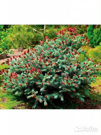 Ель Герман Нау