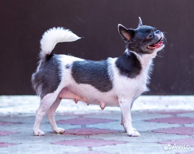 Девочка чихуа Хуа