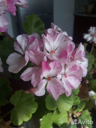 Грань / пеларгония