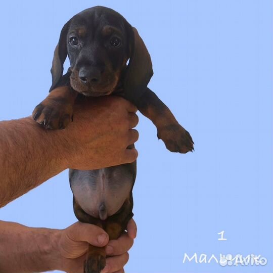 Карликовая такса щенки