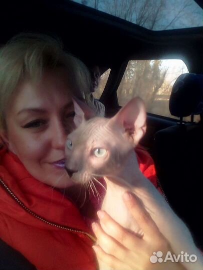 Канадский сфинкс