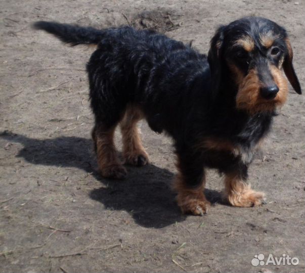 Кобели для вязок