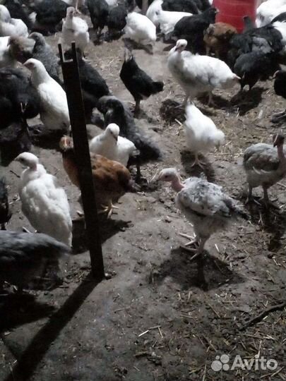 Цыплята помесь