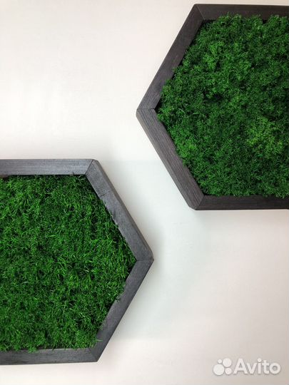 Соты со мхом