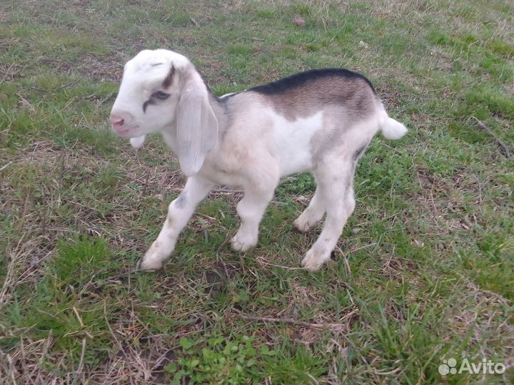 Козлики англо-нубийцы