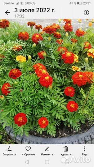 Рассада бархатцев