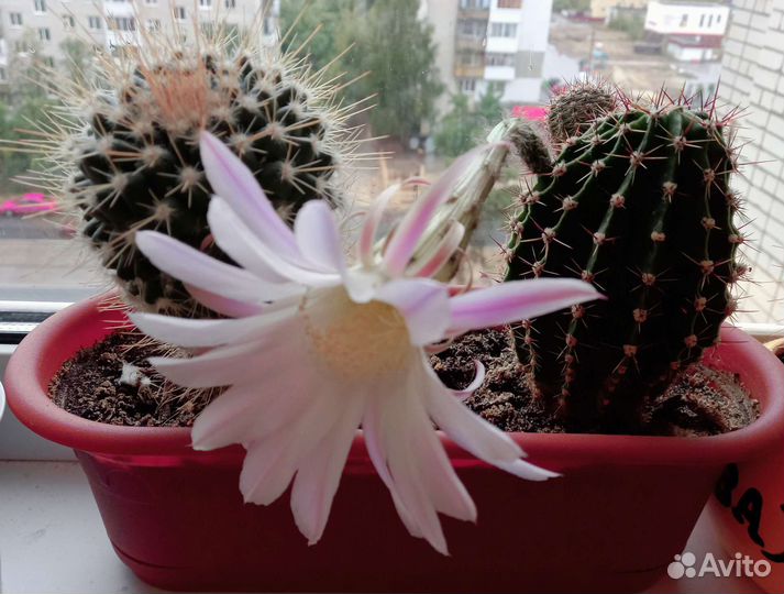 Композиция из двух кактусов