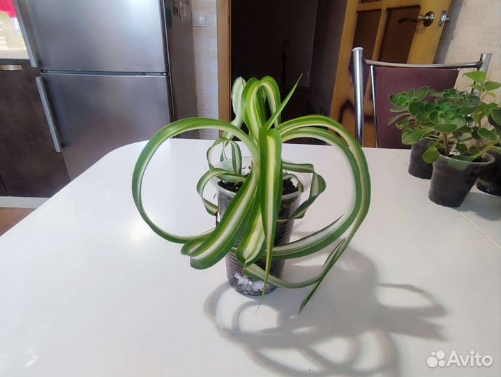 Комнатные растения по 50р