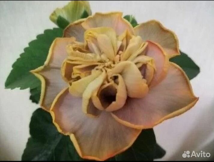 Sakura's Mozart's Starry Sky гибискус