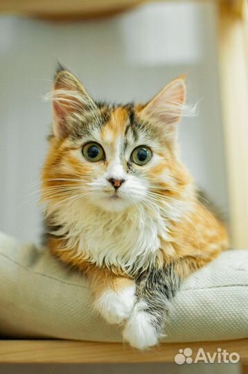 Кошка в добрые руки