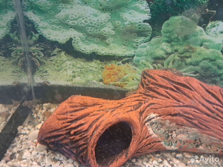 Сомики анциструсы молодь