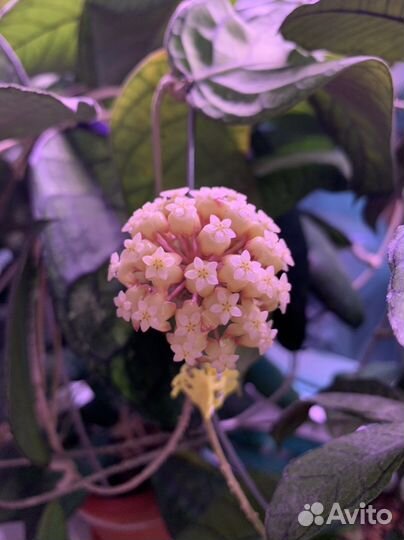 Хойя обновлено 10.07