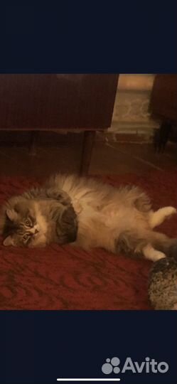 Отдам даром в добрые руки