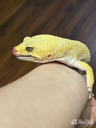 Взрослый самец эублефар