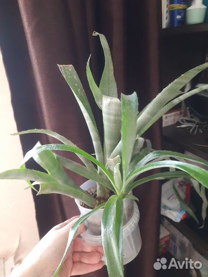 Комнатные растения