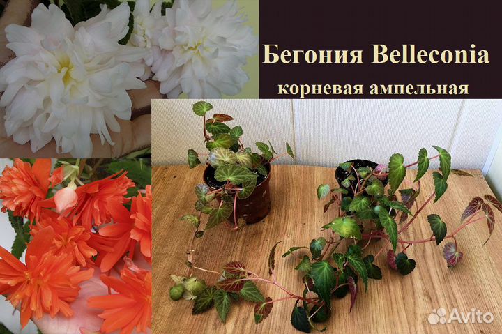 Бегонии Глюарка,мэсона,беллекони,элатиор,каудекс