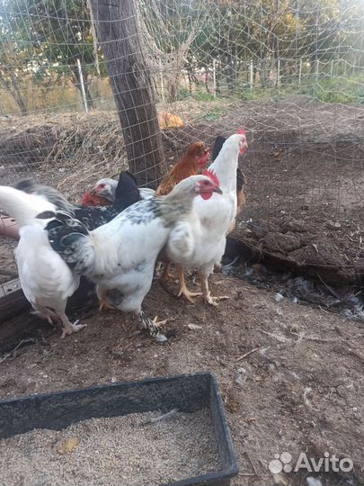 Молодые петухи