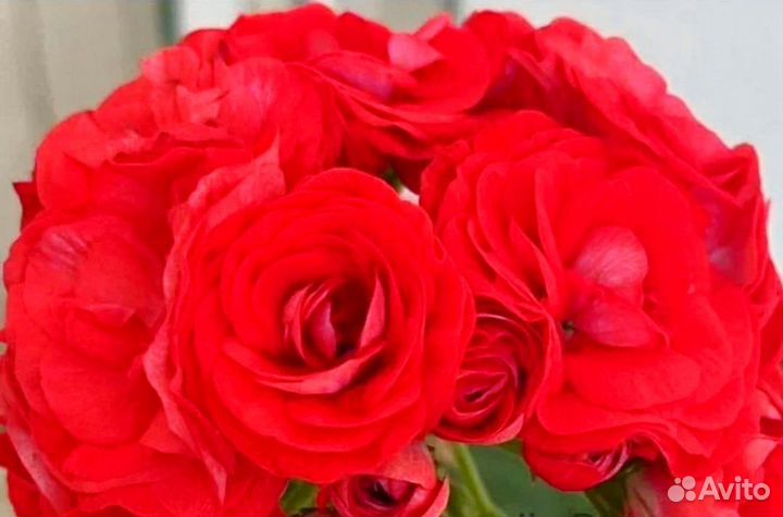 Пеларгония