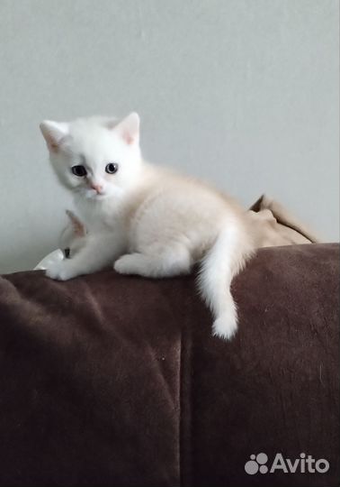 Шотландские котята серебристая шиншилла