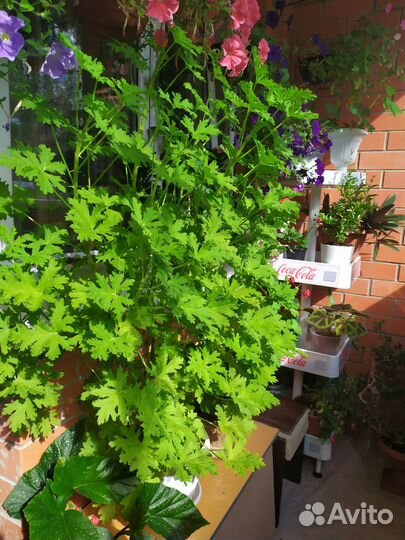 Пеларгония P. Graveolens L