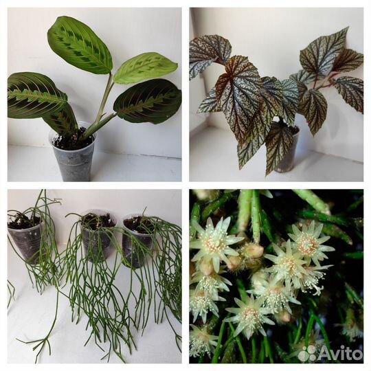 Комнатные цветы