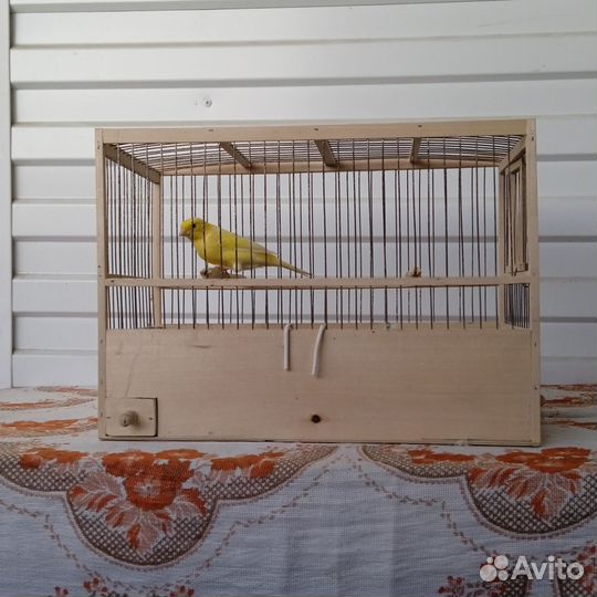Гибриды и кенор