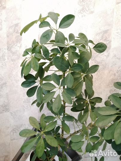 Комнатные цветы шефлера