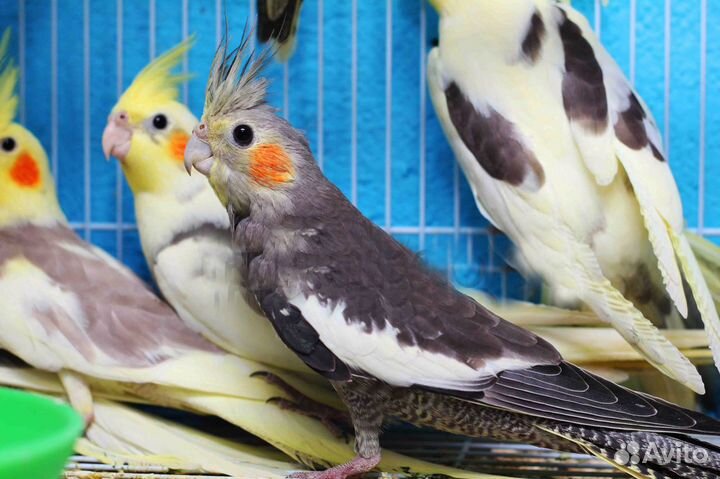 Корелла попугаи птенцы