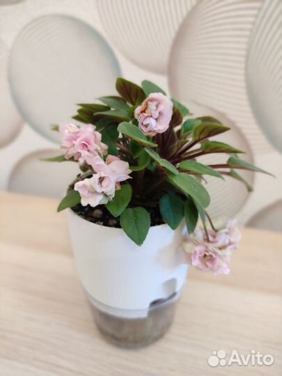 Фиалки листья черенки