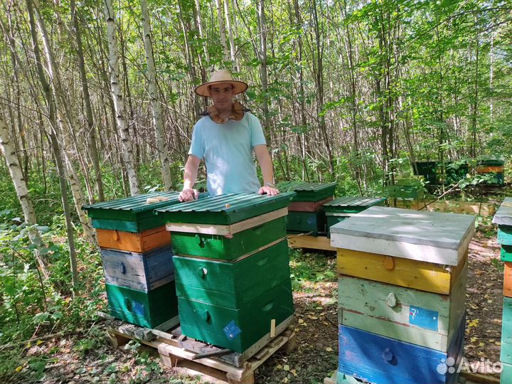 Мëд натуральный со своей пасеки: разные виды