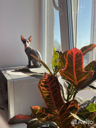 Котята сфинкс