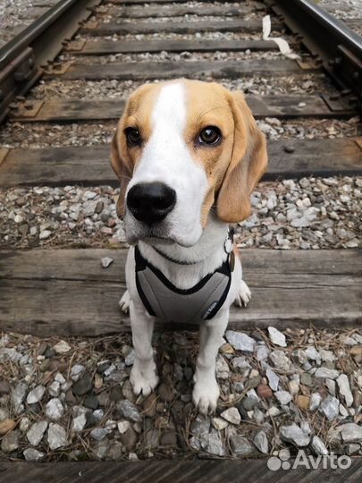 Вязка бигль