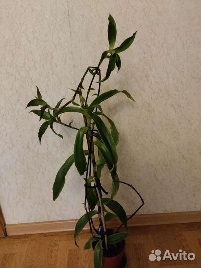 Растение золотой ус