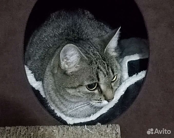 Скромняшка Василиса