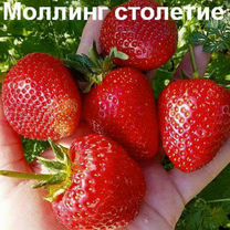 Укоренённые усы клубники Моллинг Столетие (М-100)