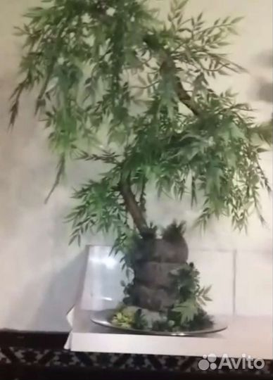 Бонсай сосна новое большое