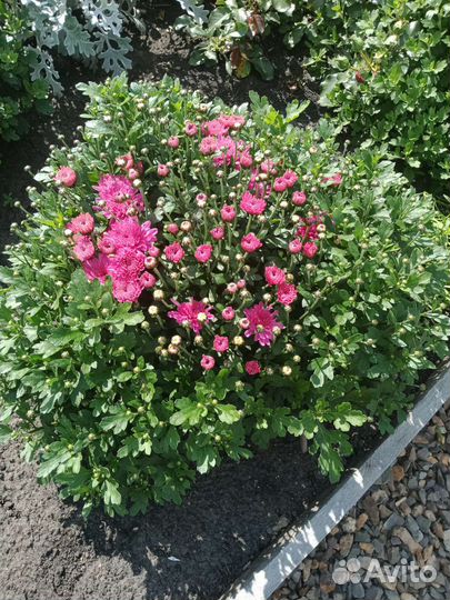 Хризантемы мультифлора цветущие