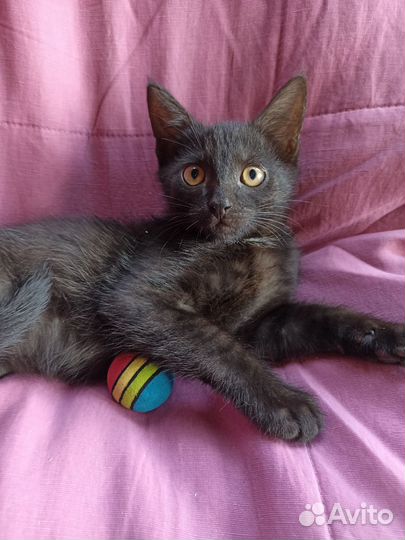 Домашние котята Черный и Трехцветная