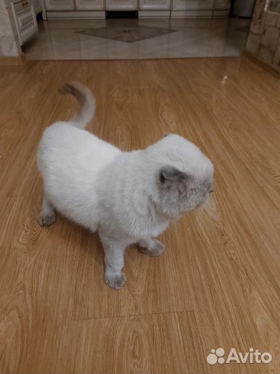 Белый вислоухий котик