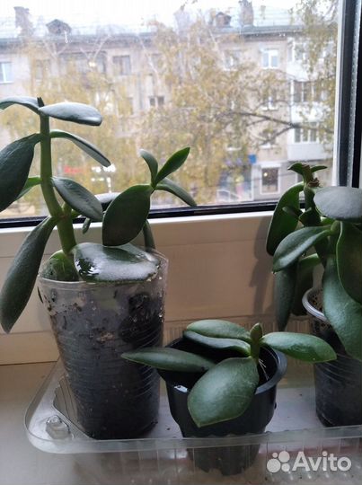 Денежное дерево толстянка